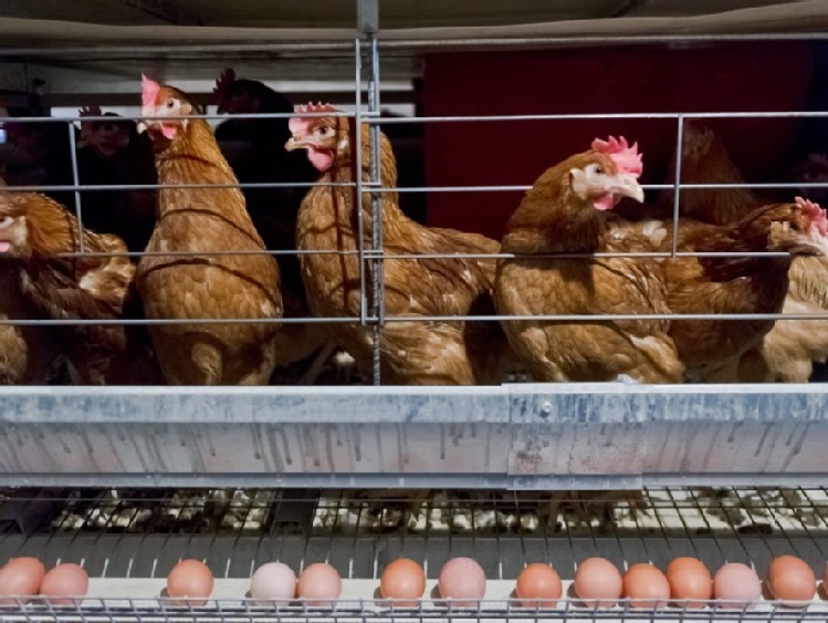 Belgia chce skarżyć holenderską firmę odpowiedzialną za skażenie jaj